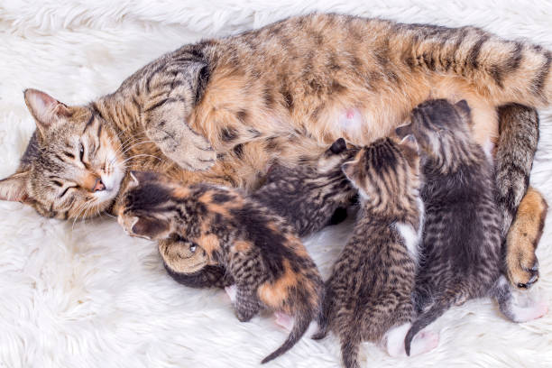istock Pet animal; cute cat 1439243278