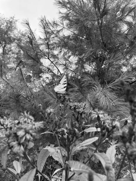 istock Beauty of butterflies 1439243585