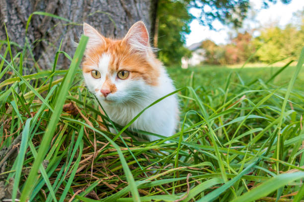 rothaarige Tigerkatze neugierig im Gras