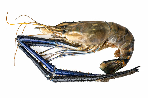 Blue raw lobster isolated on white background. Spiny Lobster Asia Seafood in white background.