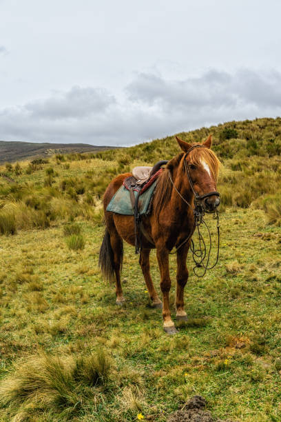 istock Horse  at Cotopaxi National Park Ecuador 1439249896