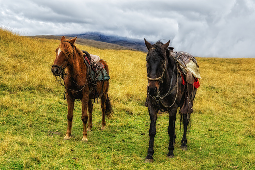 mountain horses. horseback riding through the Andes. Excursions. Horses In South America waiting under the saddle in the paddock.