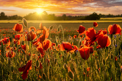 A field of poppies in the Danish countryside at sunset.