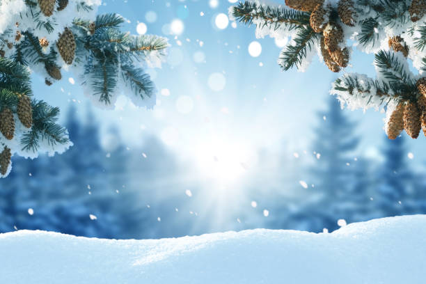 istock Winter Christmas background with fir tree branch 1439251231