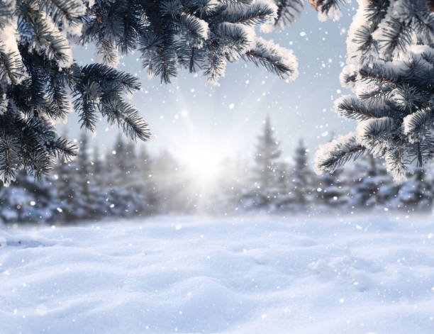 istock Winter Christmas background with fir tree branch 1439251717