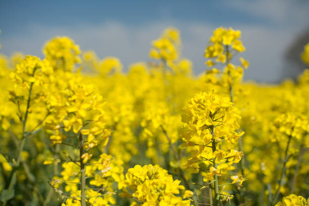 istock Yellow field with oil seed rape, in early spring, England, UK 1439251937
