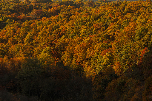 Fall foliage in the forest in the Appalachian Mountains in Poconos, Pennsylvania, in the sunny afternoon in the autumn.