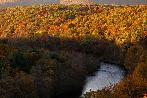 Fall foliage in the forest in the Appalachian Mountains in Poconos, Pennsylvania, in the sunny afternoon in the autumn.