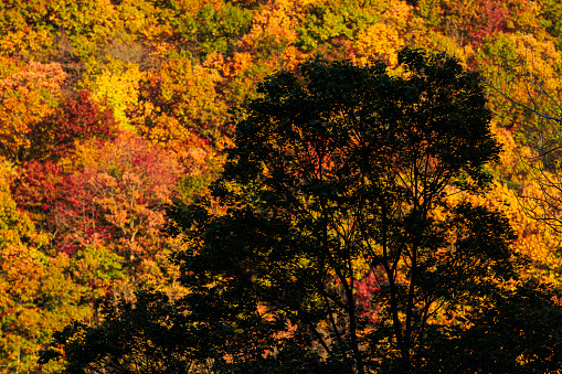 Fall foliage in the forest in the Appalachian Mountains in Poconos, Pennsylvania, in the sunny afternoon in the autumn.
