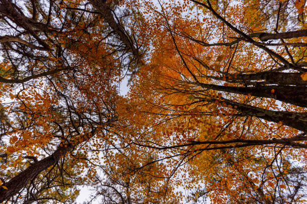 Fall foliage in the forest in the Appalachian Mountains in Poconos, Pennsylvania, in the sunny afternoon in the autumn.