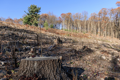 Deforestation in Appalachian Mountain forest, Poconos, Pennsylvania, USA. The place for future development has been cleaned in the woods, and the ecosystem has been destroyed.