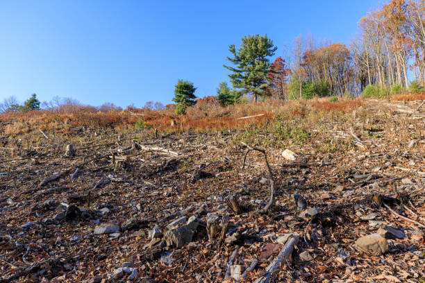 Deforestation in Appalachian Mountain forest, Poconos, Pennsylvania, USA. The place for future development has been cleaned in the woods, and the ecosystem has been destroyed.