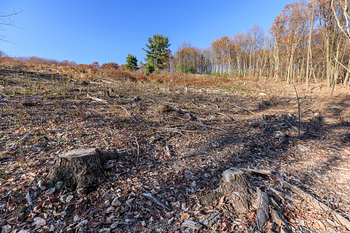 Deforestation in Appalachian Mountain forest, Poconos, Pennsylvania, USA. The place for future development has been cleaned in the woods, and the ecosystem has been destroyed.