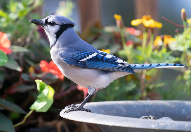 bluejay sul bordo del bagno degli uccelli - birdbath foto e immagini stock