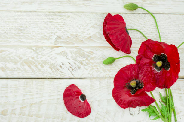 istock Pink  red poppy  flowers in spring 1439260265