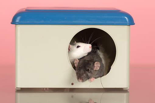 two domestic rats in a plastic house