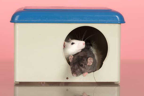 two domestic rats in a house stock photo