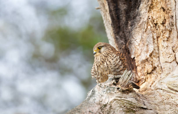 istock Close up of a common kestrel perched in a tree 1439260379