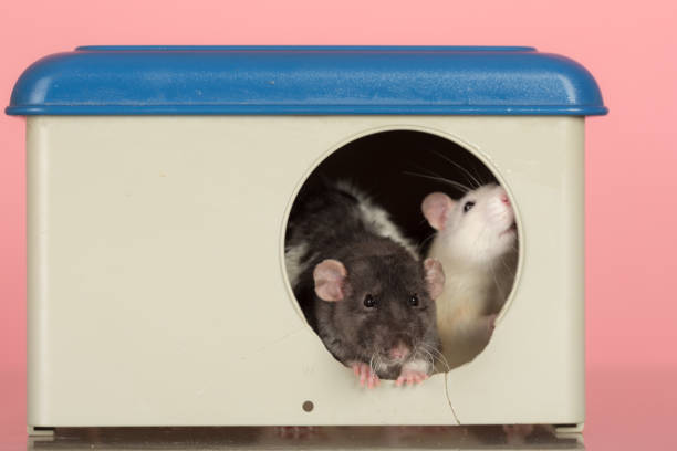 portrait of domestic rats in a plastic house close up