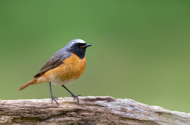 Common Redstart perched on a tree trunk against green background Close up of a Common Redstart perched on a tree trunk against green background, UK. male common redstart phoenicurus phoenicurus stock pictures, royalty-free photos & images