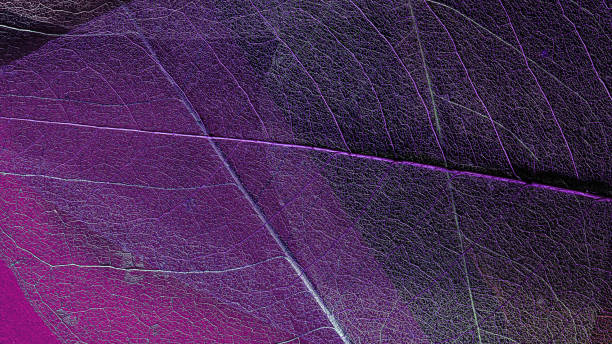 istock skeleton magnolia leaf template for text and design. abstract colorful background. macro photography 1439261196