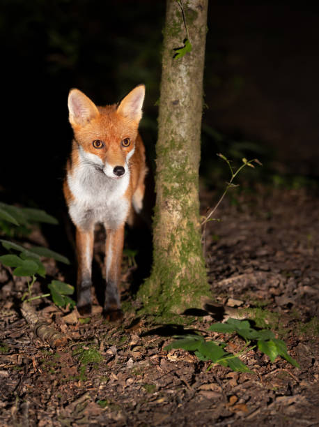 istock Close up of a Red fox in forest at night 1439261262