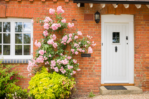 English Victorian home exterior with front door, wooden casement window and pink rose bush. England, UK