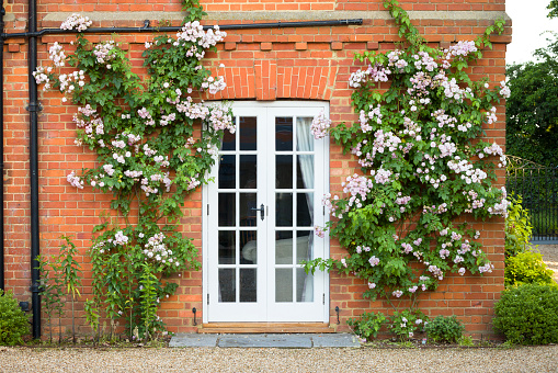 Pink climbing roses growing on a wall around French doors. Exterior of old English country house, UK