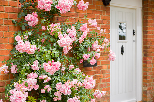 Pink climbing rose growing outside house in England, UK, with brick wall and front door