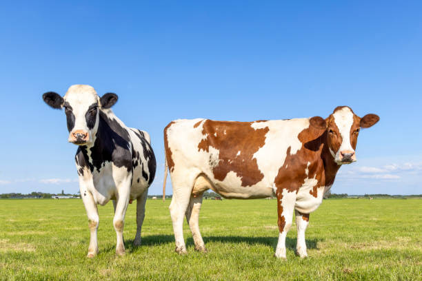 istock Two cows in a field, side view and front, bicolored red and black  and white, standing full length milk cattle, a blue sky and horizon over land 1439264488