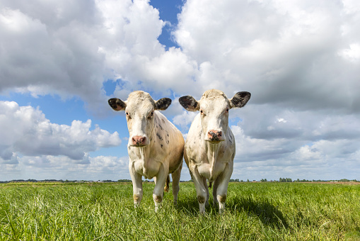 2 Cows white, standing in the middle of a field in the Netherlands, a blue sky and horizon over land