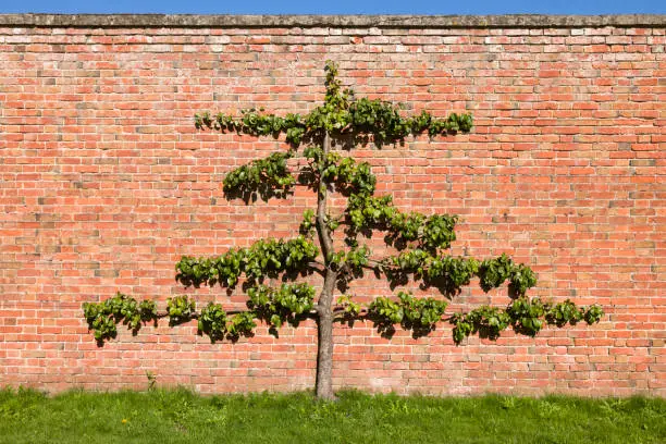 Espalier fruit tree (pear tree) trained against a brick wall in an English garden, UK