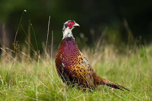 Young adult common pheasant (phasianus colchicus). UK game bird standing in grass in a meadow