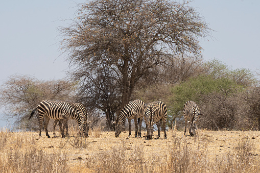 A group of zebras grazing dry grass in the african savannah in Tanzania.