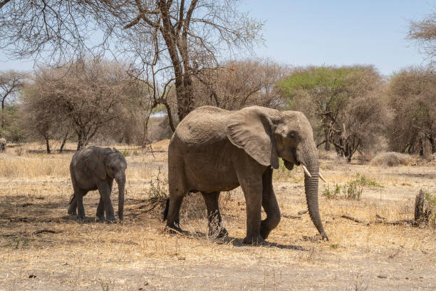 istock Elephants in Tanzania 1439266151