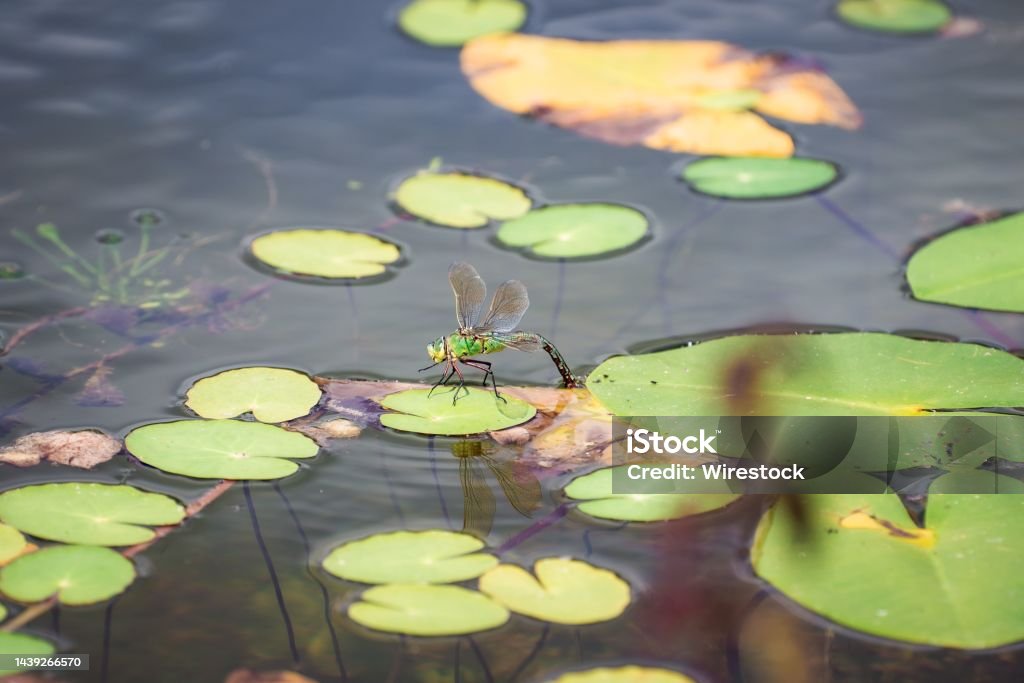 Closeup shot of the dragonfly laying eggs in a pond in Cambridgeshire A closeup shot of the dragonfly laying eggs in a pond in Cambridgeshire Animal Wildlife Stock Photo