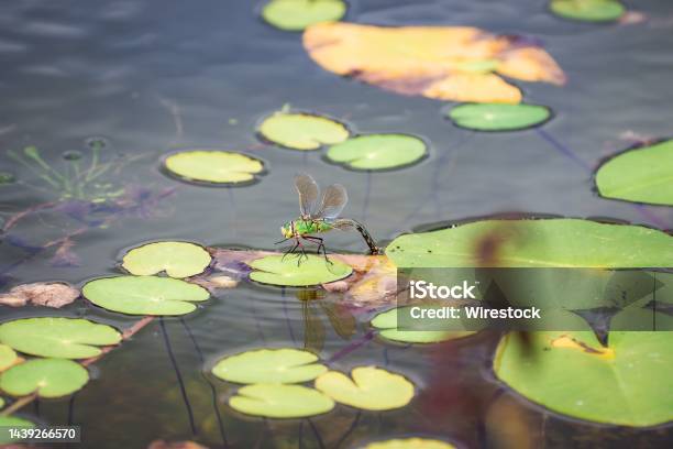Closeup Shot Of The Dragonfly Laying Eggs In A Pond In Cambridgeshire Stock Photo - Download Image Now