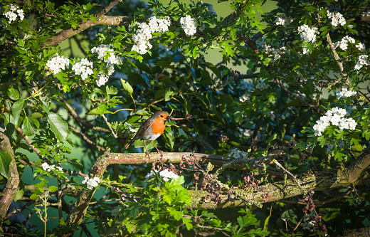 European robin with food in its beak, sitting on a perch in a hawthorn hedge, on its way to a nest. UK garden birds.