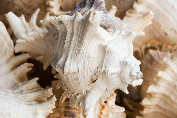 istock Detail shot of white sea shells with texture 1439267790