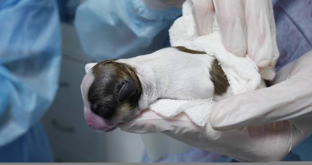 작은 강아지는 그를 태어날 수 있도록 도와 준 수의사의 손에 귀엽게 잔다. 개는 출산이 어려웠고 강아지와 어머니를 구하기 위해 수술을 받아야했습니다. - mother newborn animal people behavior 뉴스 사진 이미지