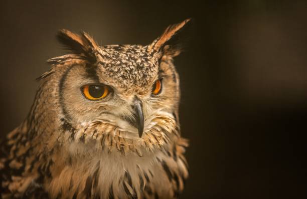 istock Selective focus shot of a great horned owl 1439269370