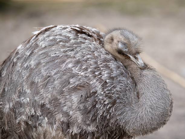 istock Selective focus shot of greater rhea 1439271205