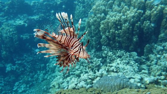 Lion Fish in the Red Sea in clear blue water hunting for food .\nLionfish. Fish - a type of bone fish Osteichthyes. Scorpaenidae. Lionfish warrior.