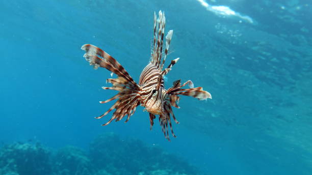 istock Lion Fish in the Red Sea. 1439271259