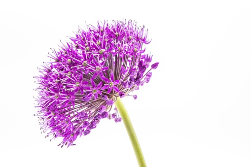 A closeup shot of purple allium flower head on an isolated background