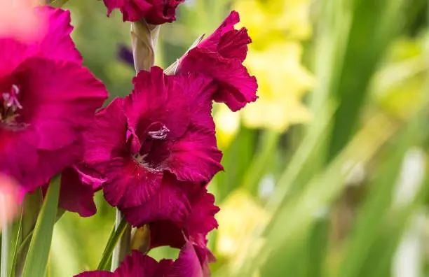 Gladiolus blooms in the garden. Close-up of gladiolus flowers. Bright gladiolus flowers in summer. Large flowers and buds on a green background.