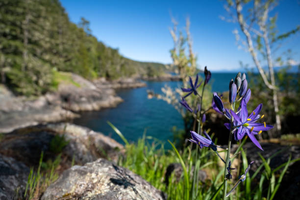 istock East Sooke Park, Sooke, Vancouver Island, BC 1439276595