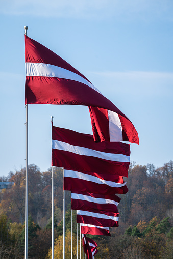Latvian State Flags on the Gaujas Bridge in autumn at Sigulda.