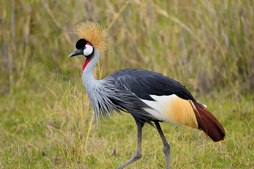 Crowned Crane in Amboseli National Park