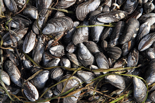 Clams found along the beach in the Pacific Rim National Park on Vancouver Island, British Columbia